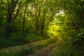 Path Through The Magic Forest, Summer scene, Dirt road, country. valley countryside road between green meadows. Rural spring, Royalty Free Stock Photo