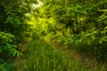 Path Through The Magic Forest, Summer scene, Dirt road, country. valley countryside road between green meadows. Rural spring, Royalty Free Stock Photo