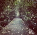 A path in mangrove forest Royalty Free Stock Photo