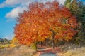 Path of Maple Trees in Autumn in Brilliant Orange and Red