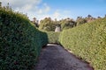 Path in a maze surrounded by walls mades bushes from trees in Jeju Island, South Korea Royalty Free Stock Photo