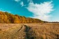 Path through the meadow, autumn forest and white cloud on the sky Royalty Free Stock Photo