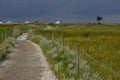 Path through a meadow