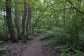 A path meanders at dusk through a forest near Westerbork Royalty Free Stock Photo