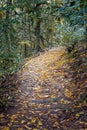 Path meanders through the forest in Glen Cannon near Camp Creek waterfall