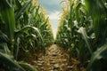 A path in the middle of a beautiful corn field in summer in cloudy weather. Generated by artificial intelligence Royalty Free Stock Photo