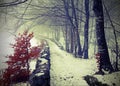 path in the middle of the cold snowy forest in winter with magic Royalty Free Stock Photo
