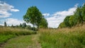 Path in the middle of the fields, and alley of trees in the background Royalty Free Stock Photo