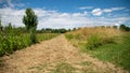 Path in the middle of the fields, and alley of trees in the background, blue sky and cottony clouds Royalty Free Stock Photo