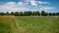 Path in the middle of the fields, and alley of trees in the background, blue sky and cottony clouds Royalty Free Stock Photo