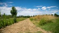 Path in the middle of the fields, and alley of trees in the background, blue sky and cottony clouds