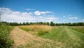 Path in the middle of the fields, and alley of trees in the background, blue sky and cottony clouds Royalty Free Stock Photo