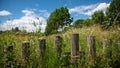 Path in the middle of the fields, and alley of trees in the background, blue sky and cottony clouds Royalty Free Stock Photo