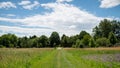 Path in the middle of the fields, and alley of trees in the background Royalty Free Stock Photo