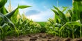 Path in the middle, fields, corn, sky on top., banner with space for your own content. Blurred background Royalty Free Stock Photo