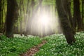 Path in middle of flower carpet in green forest in dawn sunshin