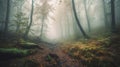 a path in the middle of a forest with fog in the air Royalty Free Stock Photo