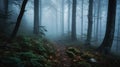 a path in the middle of a forest with fog in the air and trees on both sides of the path and a trail in the middle of the woods Royalty Free Stock Photo