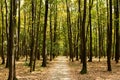 Path in the middle of a forest in the rural area on an early autumn day Royalty Free Stock Photo