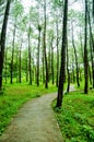 Path in the middle of pine forest