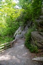 path in the middle of wooden forest, surrounded by green bushes and leaves and ferns