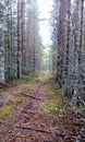 Misterious Northen Forest