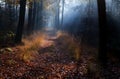 Path in misty autumn forest Royalty Free Stock Photo