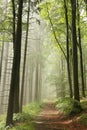 path through a misty autumn forest in the sunshine trail through a misty autumnal forest with beech trees and pine trees in the Royalty Free Stock Photo