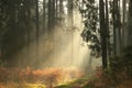 path through a misty coniferous forest at sunrise a trail leading through the autumn coniferous forest in foggy weather trees in Royalty Free Stock Photo