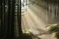 Path through a misty coniferous forest at sunrise Royalty Free Stock Photo