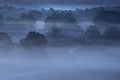 Path in misty forest in dawn Royalty Free Stock Photo