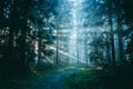 Path through a misty forest with sunbeams through the trees Royalty Free Stock Photo