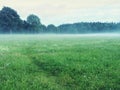 Path in a misty green meadow