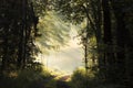 path through a misty spring forest during sunrise country road deciduous at morning fog surrounds the trees illuminated by rays of Royalty Free Stock Photo