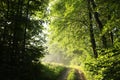 path through a misty spring forest during sunrise country road deciduous at morning fog surrounds the trees illuminated by rays of