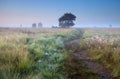 Path in misty summer morning