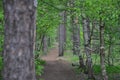 path in the mixed forest Royalty Free Stock Photo
