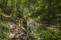 Path by the Moniack burn in Reelig Glen in Scotland. Royalty Free Stock Photo