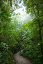 Path in the Monteverde cloud forest, costa rica Royalty Free Stock Photo