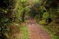 Path in the Monteverde cloud forest, Costa rica Royalty Free Stock Photo