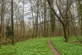 Path in the Monza Park