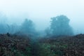 A path through moorland on a moody, dark, foggy, winters day