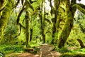 Moss covered trees in Hoh Rain Forest, Olympic National Park, Washington, USA Royalty Free Stock Photo