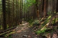 A path in a coniferous dense forest.