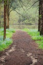 A path of mulch lined by trees headed to Lake Marmo at the Morton Arboretum. Royalty Free Stock Photo