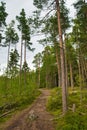 Path in mysterious beautiful pine forest, Park Mon Repos, Vyborg, Russia Royalty Free Stock Photo