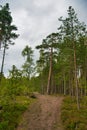 Path in mysterious beautiful pine forest, Park Mon Repos, Vyborg, Russia Royalty Free Stock Photo