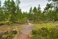 Path in mysterious beautiful pine forest, Park Mon Repos, Vyborg, Russia Royalty Free Stock Photo