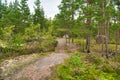 Path in mysterious beautiful pine forest, Park Mon Repos, Vyborg, Russia Royalty Free Stock Photo