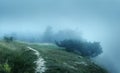 Path through a mysterious dark old forest in fog Royalty Free Stock Photo